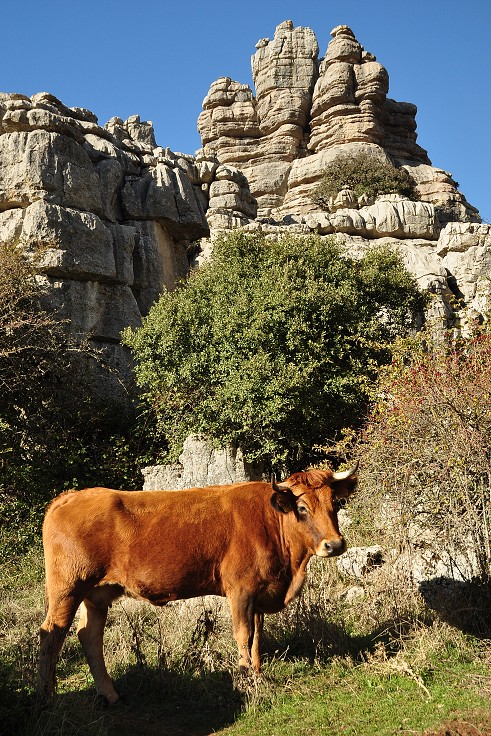 Andalusie - rez. El Torcal de Antequerra, sev. od Malagy 