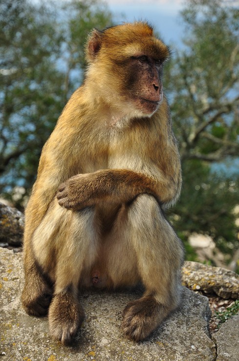 Andalusie - makak, jediná evropská opice, Gibraltar 