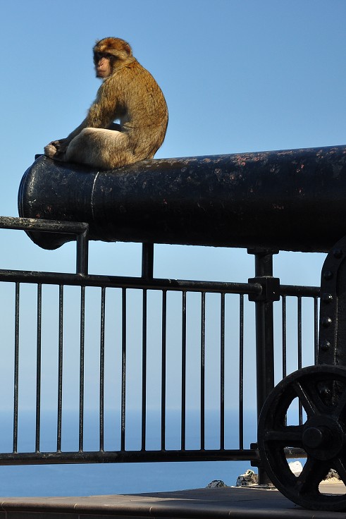 Andalusie - makak, jediná evropská opice, Gibraltar 
