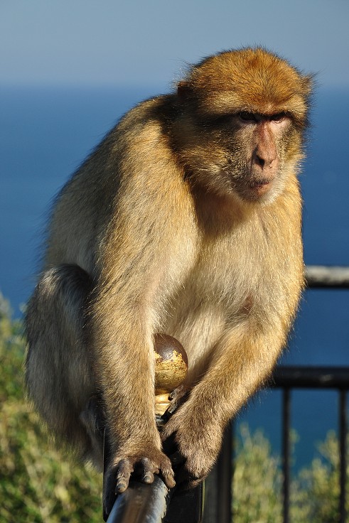 Andalusie - makak, jediná evropská opice, Gibraltar 