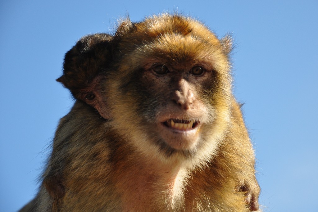 Andalusie - makak, jediná evropská opice, Gibraltar 