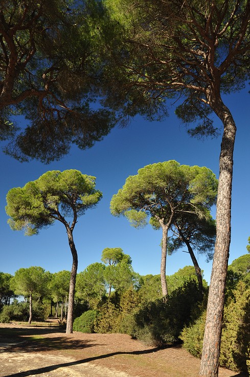 Andalusie - přírodní park Doňana 