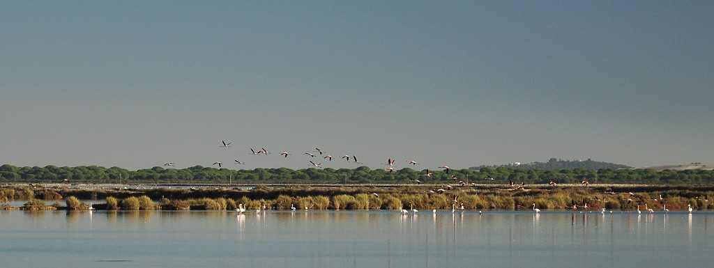Andalusie - plameňáci, přírodní park Doňana 