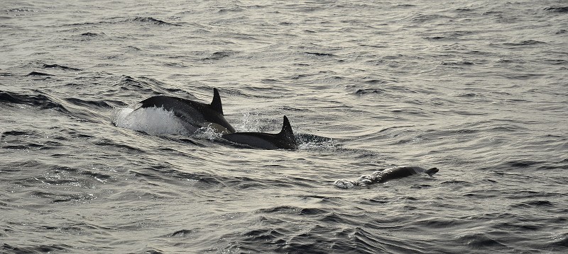 Azory 2013 - Whale adn dolphin watching 