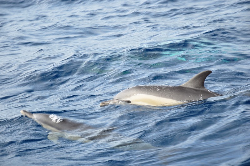 Azory 2013 - Whale adn dolphin watching 