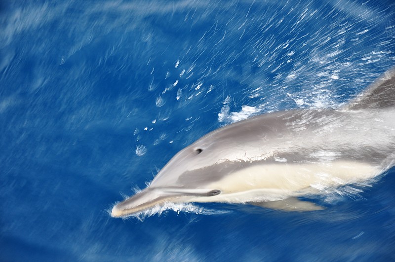Azory 2013 - Whale adn dolphin watching 