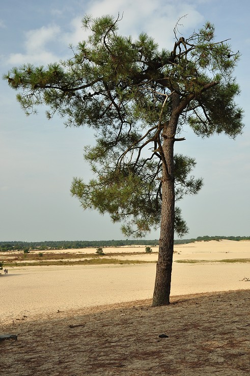 Benelux - n.p. De Loonse en Drunense Duinen 