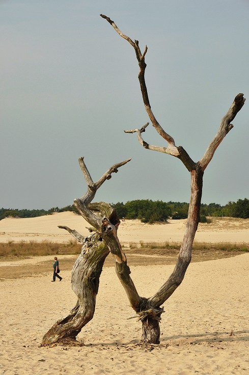 Benelux - n.p. De Loonse en Drunense Duinen 
