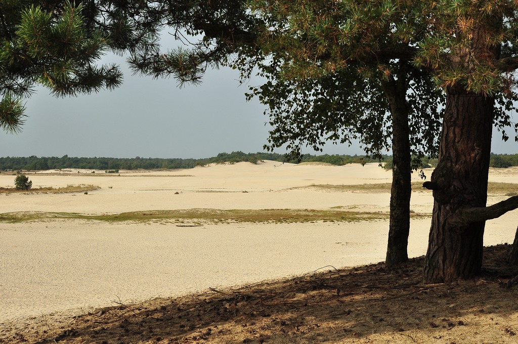 Benelux - n.p. De Loonse en Drunense Duinen 