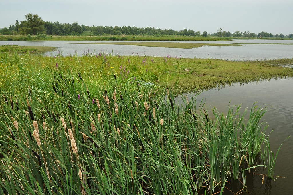 Benelux - Národní park De Biesbosch, NL 
