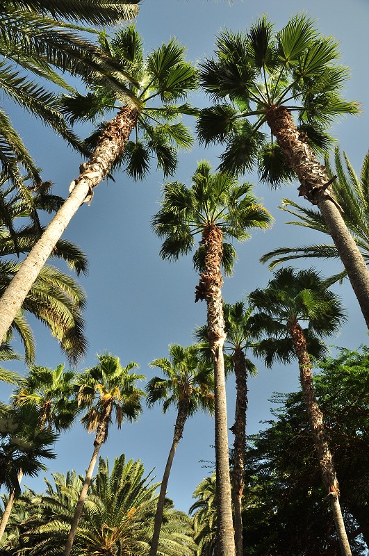 Maspalomas 