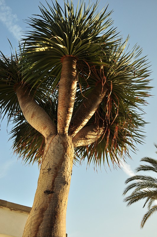 Maspalomas 