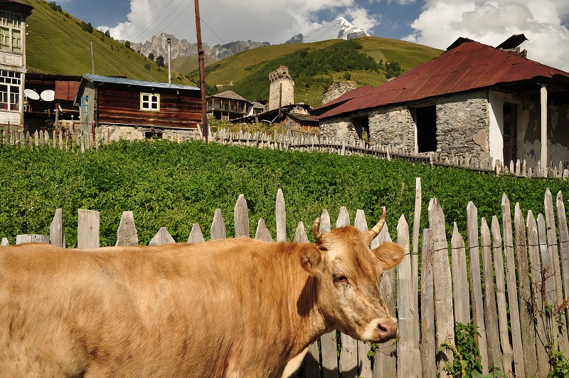 Kavkaz - Gruzie 2012 - vesnice Adiši / 2080 m 