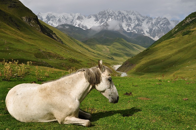 Kavkaz - Gruzie 2012 - údolí ř. Enguri+ masiv  Šchara/5201 m 
