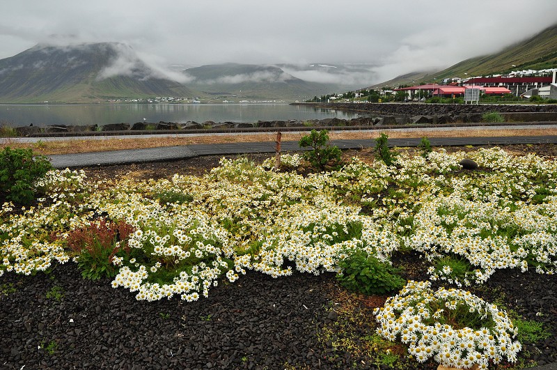 Island 2011 - Záp. fjordy, Ísafjörður 