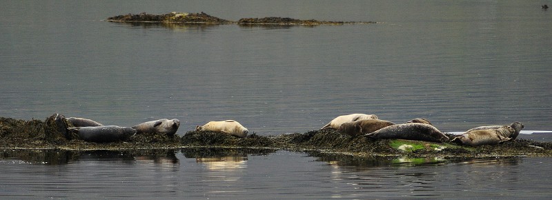 Island 2011 - tuleni ve fjordu Skötufjörður, Záp. fjordy 