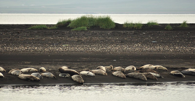Island 2011 - poloostr. Vatnsnes, tuleni u Ósaru 