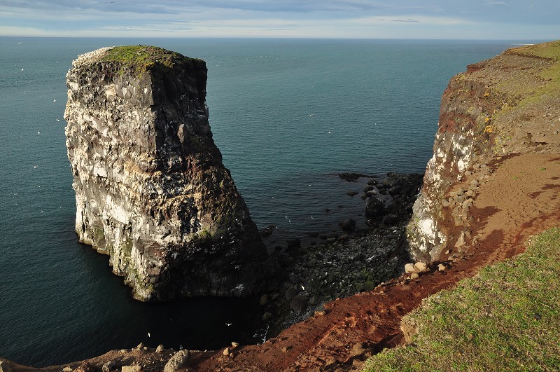 Island 2011 - Rauðinúpur-kolonie terejů, poloostr. Melrakkaslétta  