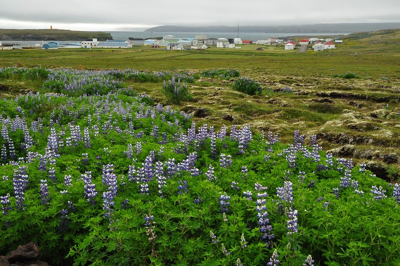 Island 2011 - Raufarhöfn, sv. poloostr. Melrakkaslétta 