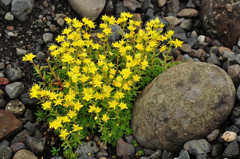 Island 2011 - lomikámen 