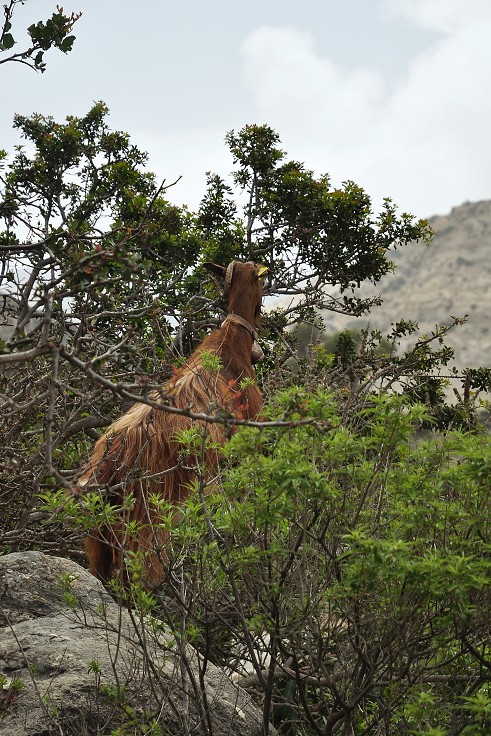 Kréta - koza na stromě,  