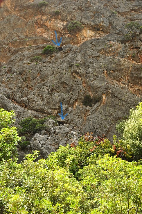 Kréta - kozy ve stěně, soutěska jižně od kláštera Odigrítias 
