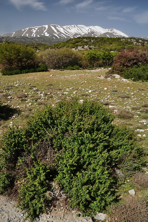Kréta - pohoří Ída (Psilorítis), cestou na planinu Nida 