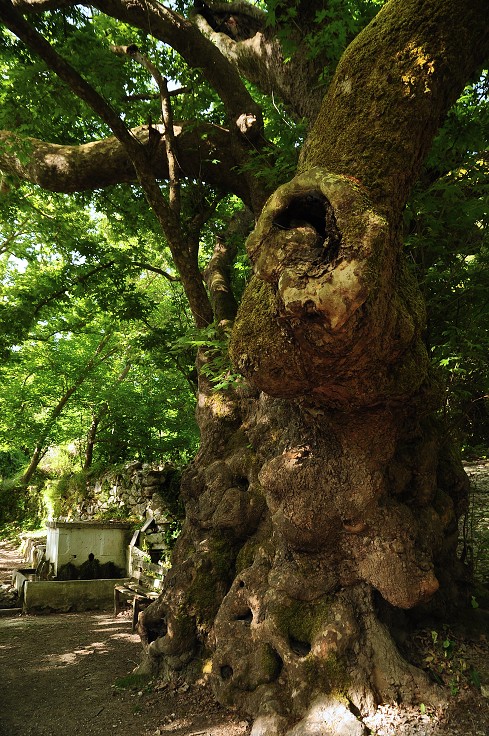Kréta - Old Sycamore tree (smokvoň), sv. od Argiroupoli 