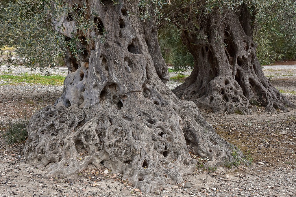 Kréta - Prastaré olivovníky, Gortys 