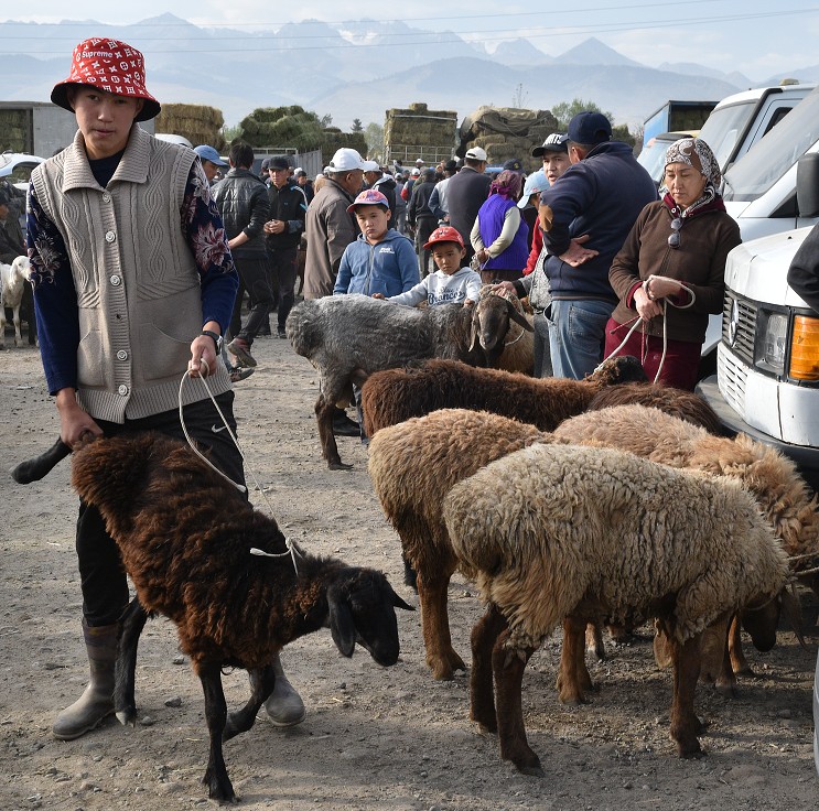 Kyrgyzstán - nedělní dobytčí trh, Karakol 