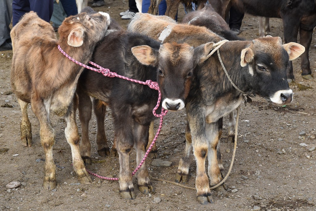 Kyrgyzstán - nedělní dobytčí trh, Karakol 