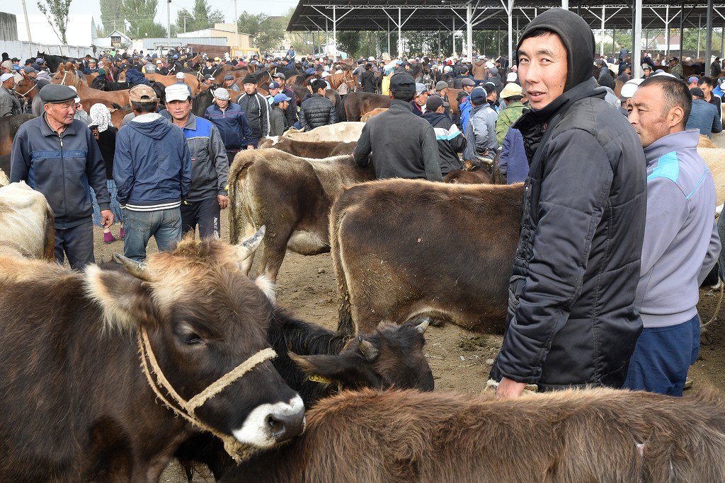 Kyrgyzstán - nedělní dobytčí trh, Karakol 