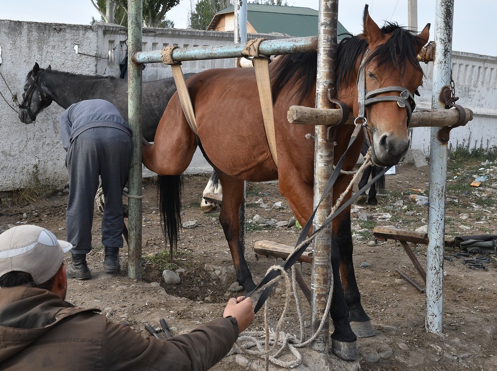 Kyrgyzstán - nedělní dobytčí trh, Karakol 