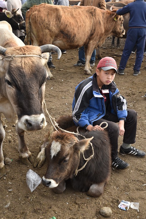 Kyrgyzstán - nedělní dobytčí trh, Karakol 