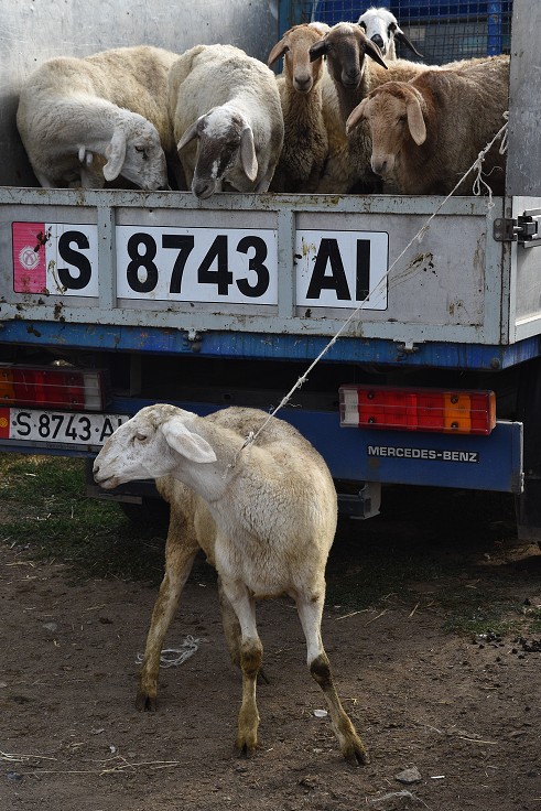 Kyrgyzstán - nedělní dobytčí trh, Karakol 