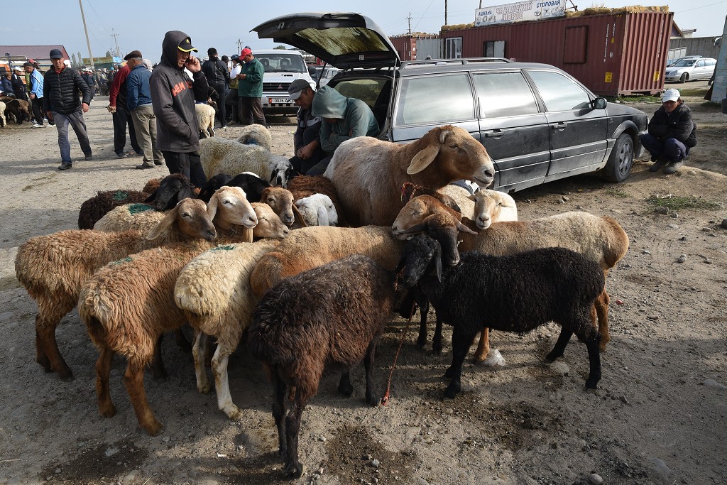 Kyrgyzstán - nedělní dobytčí trh, Karakol 