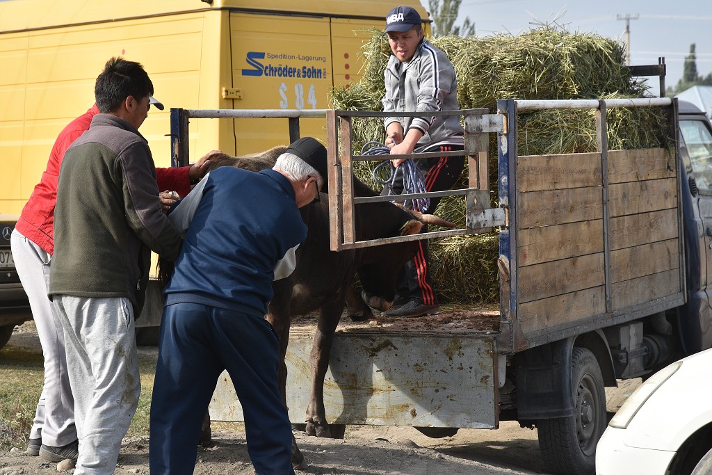 Kyrgyzstán - nedělní dobytčí trh, Karakol 