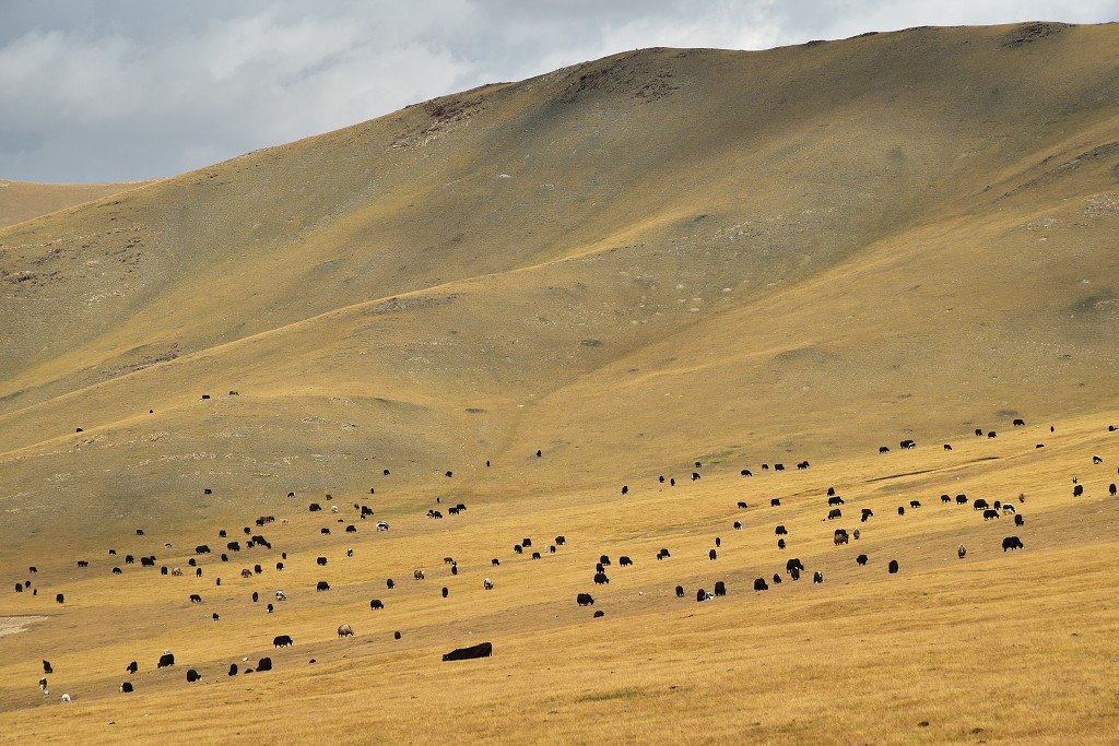 Kyrgyzstán - jačí stáda cestou na sedlo Jalpakbel Ashuu (3300 m) 