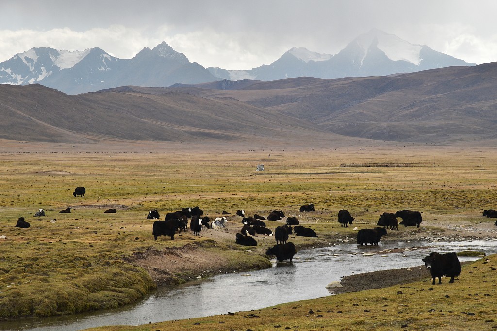 Kyrgyzstán - jakové u řeky Korumdu Suu 