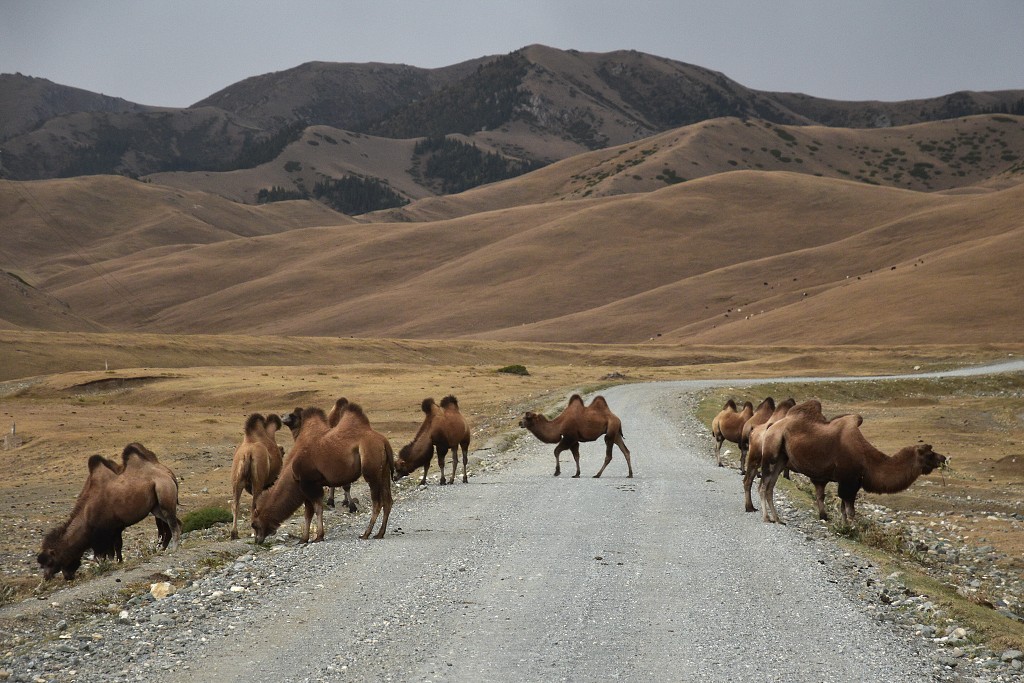 Kyrgyzstán - velbloudi u osady Bosogo,vých. od Ak-Muz 