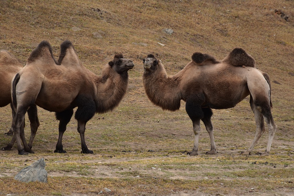 Kyrgyzstán - velbloudi u osady Bosogo,vých. od Ak-Muz 