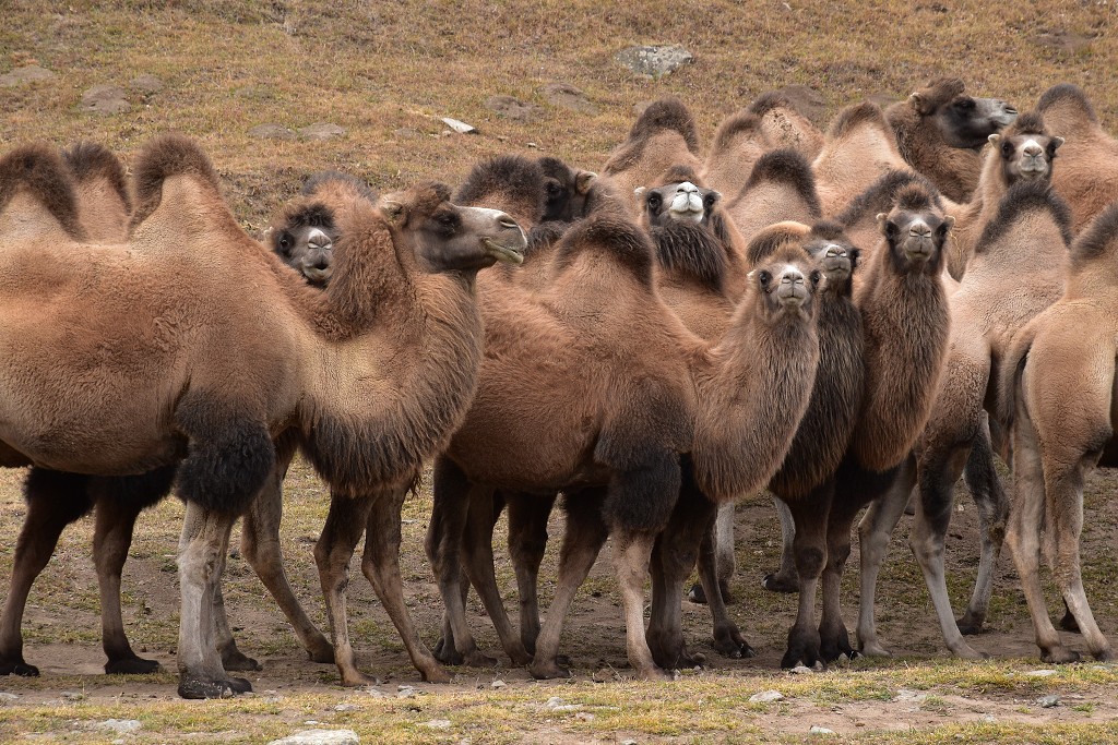 Kyrgyzstán - velbloudi u osady Bosogo,vých. od Ak-Muz 