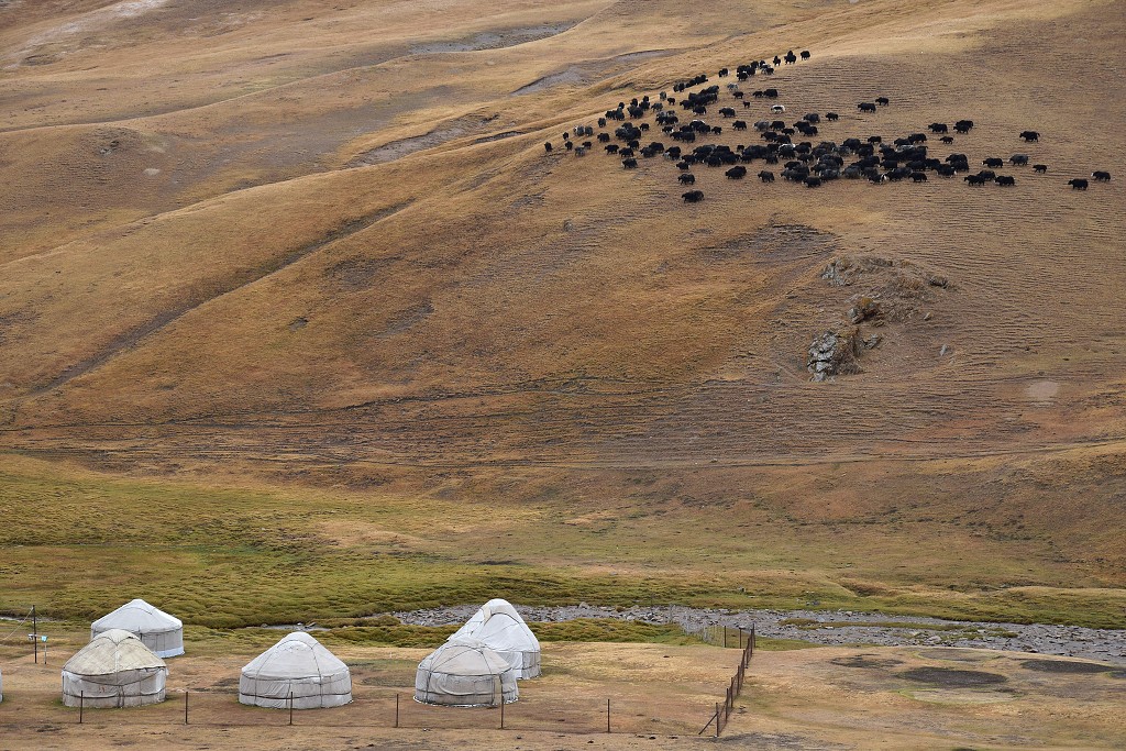 Kyrgyzstán - jaci v údolí Taš Rabat, za At-Bashi 