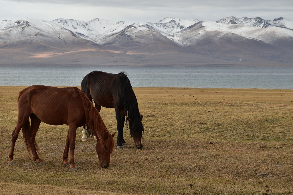 Kyrgyzstán - u jezera  Song-Köl (3016 m) 