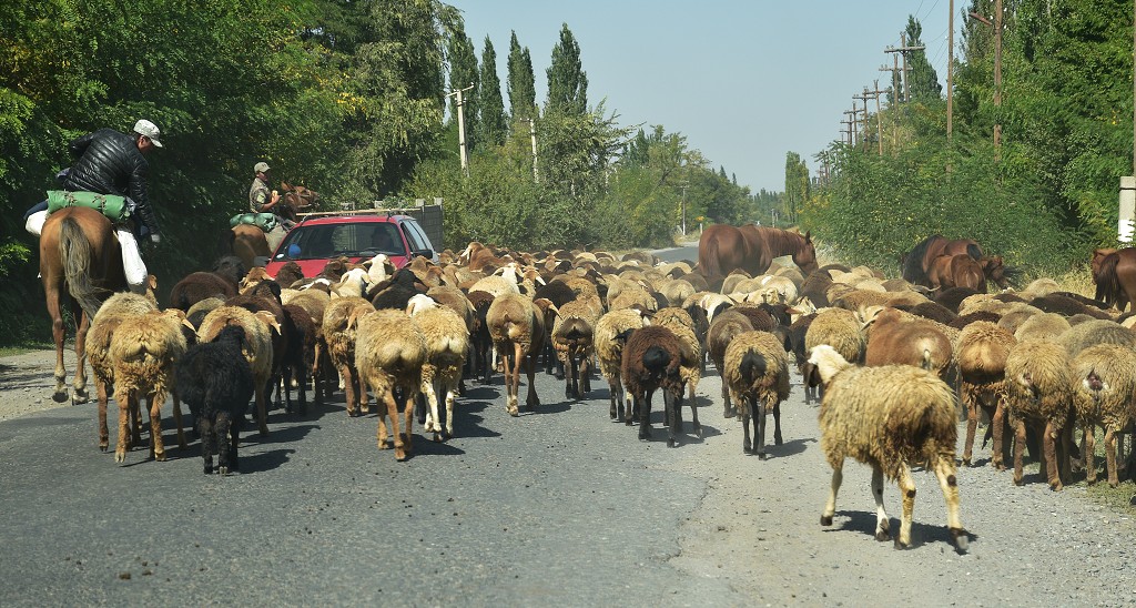 Kyrgyzstán - V Sary Bylyn, údolí Sokuluk 