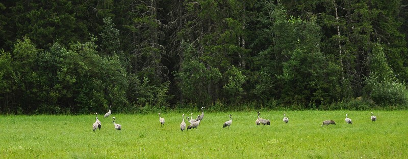 Laponsko 2014 - jeřábi  nedaleko Oviken u jezera Storsjön 