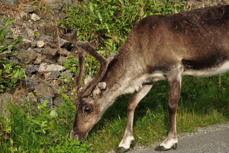 Laponsko 2014 - sobi v okolí Øksfjordu 