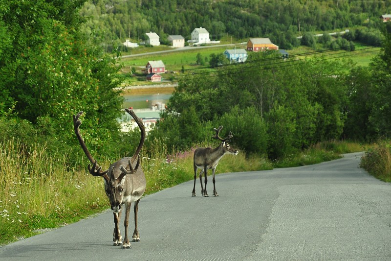 Laponsko 2014 - sobi ve vsi, Talvik 