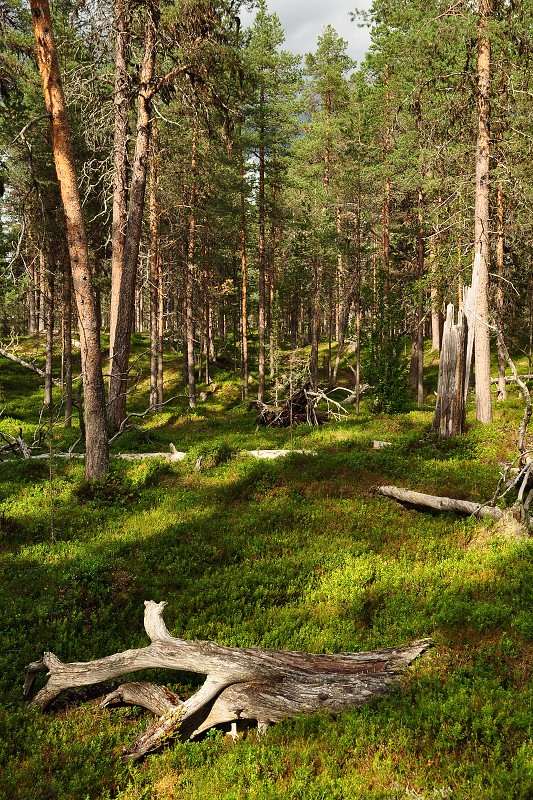 Laponsko 2014 - n.p. Lemmenjoki, finské Laponsko 