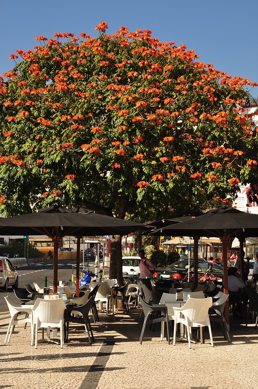 Madeira 2013 - tulipánovník Funchal 